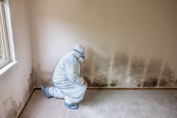 West Canton, NC Mold Removal Company